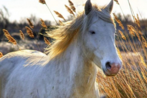 Kamarg - dziki koń z europy